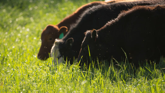 Grass Fed Organ Complex: Unlocking the Power of Nature